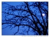 Stimmung mit Baum und Mond